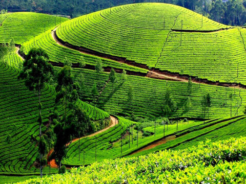 Unlock the Beauty of the Nilgiris: Curated Ooty Tour Packages