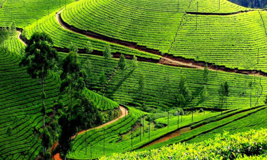 Unlock the Beauty of the Nilgiris: Curated Ooty Tour Packages