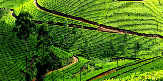 Unlock the Beauty of the Nilgiris: Curated Ooty Tour Packages